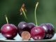 Can Dark Cherries Reduce Belly Fat?